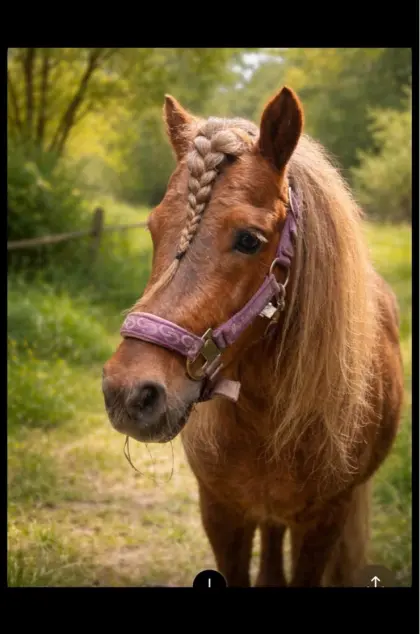 Pony-Hengst