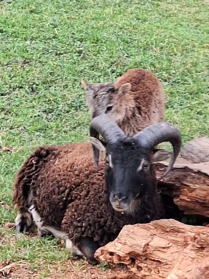 Soay-Schafe