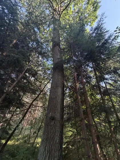 Suche Waldfläche, Forstgrundstück in Lieboch und Umgebung