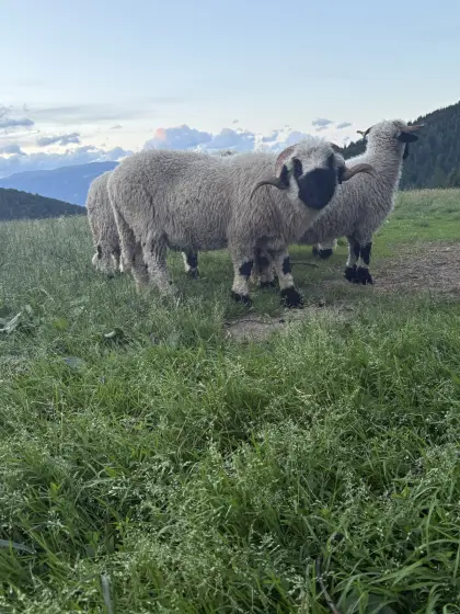 Walliser Schwarznasen-Schaf