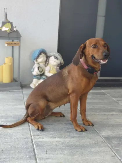 Bayerischer Gebirgsschweißhund