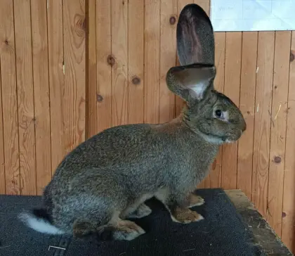 Riesenkaninchen