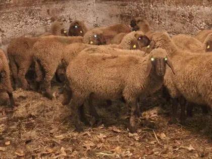 Braune Bergschaf-Lämmer BIO