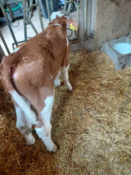Stierkalb