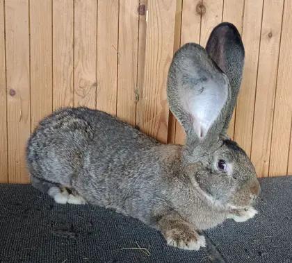 Riesenkaninchen