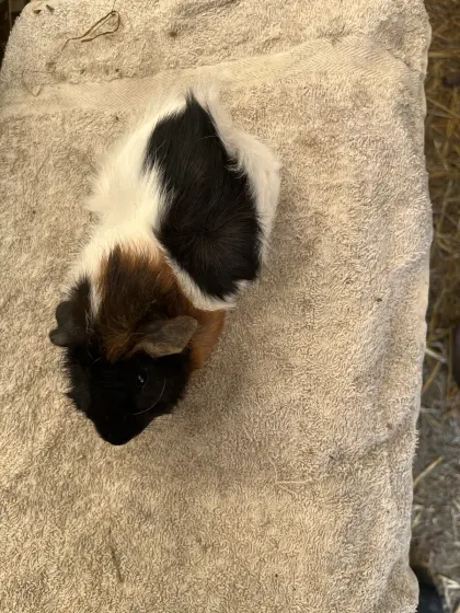 Meerschweinchen