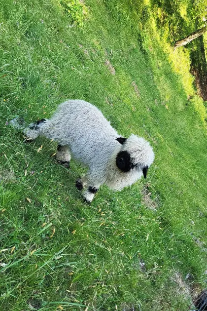 Verkaufe Walliser Schwarznasen-Widder, 3 Monate