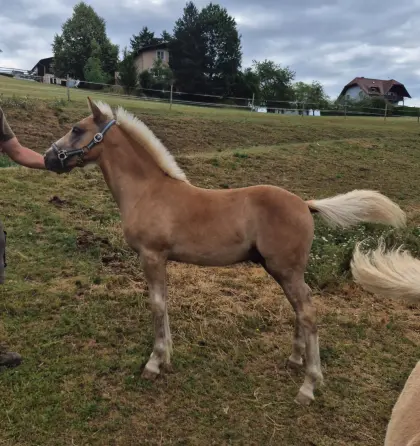 Haflinger Hengstfohlen Mozart