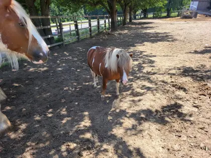 Ponyhengst