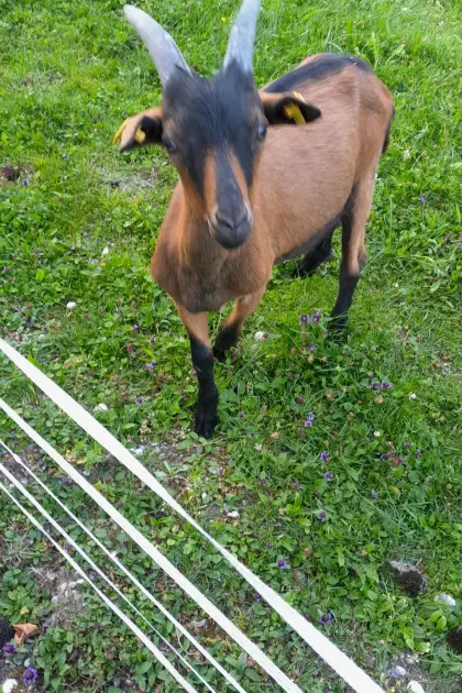 Kitzbock