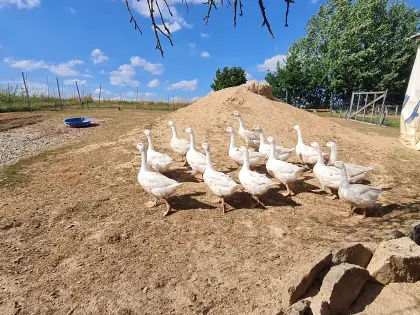 Gänse