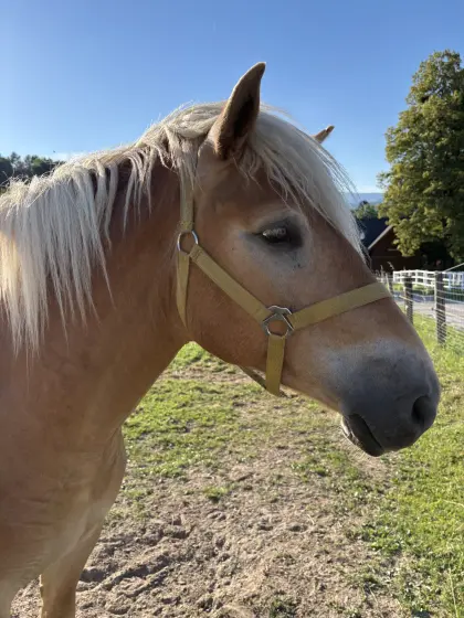 Haflinger Wallach