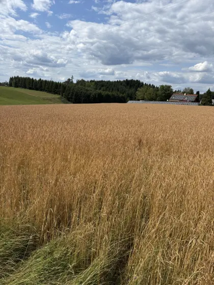Bio-Dinkel Ebners Rotkorn