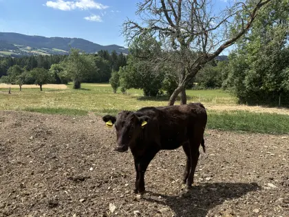 Fullblood Wagyu Kälber