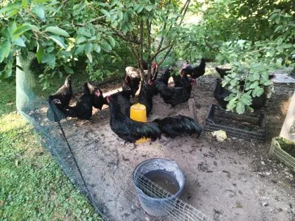 Australorp-Hähne