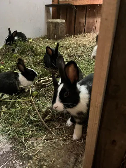 Hasen, Kaninchen