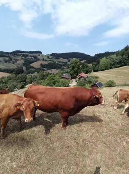 Limousin-Deckbulle Bio