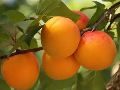 Suche Marillengarten oder Acker/Grünland in der Wachau