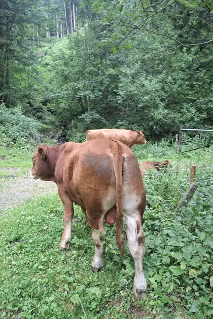 Limousin-Stiere