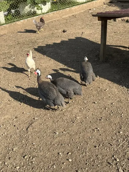Perlhuhnpärchen