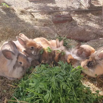 Kaninchen Löwenkopf-Mix abzugeben