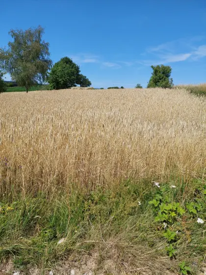 Verkaufe Bio-Roggen