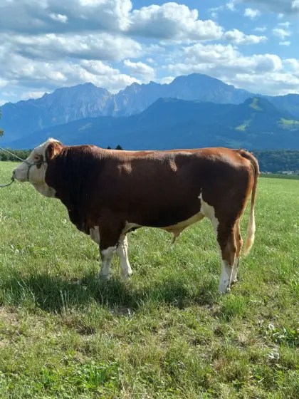 Genetisch hornloser Zuchtstier