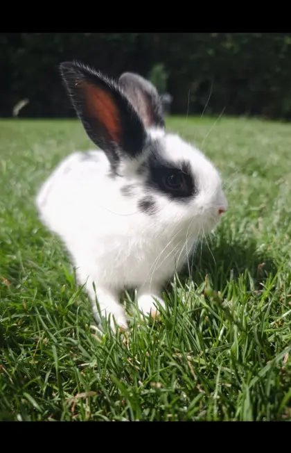 Junger Hase