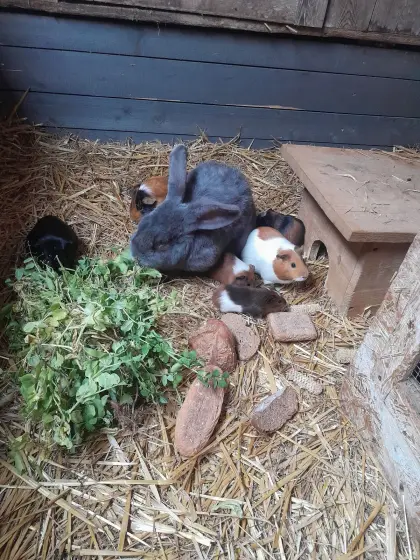 Meerschweinchen