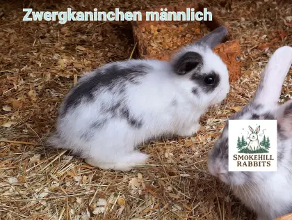 Zwergkaninchen