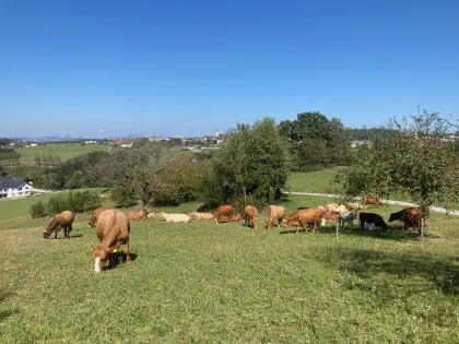 Kalbin trächtig, Fleckvieh/Angus