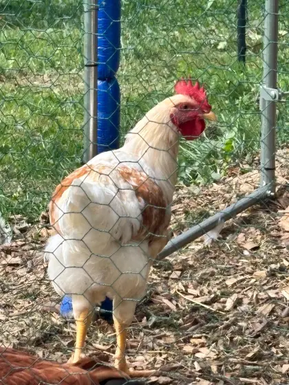 Geflügel