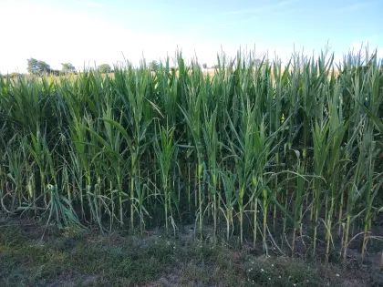 Verkaufe Silomais ab Feld