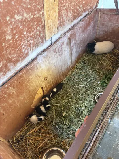 Meerschweinchen-Mutter mit ihren vier Babys abzugeben