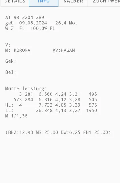 Trächtige Bio Fleckviehkalbinnen