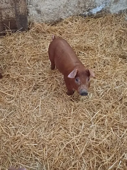 Ferkel