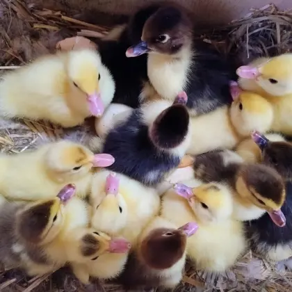 Warzen-, Moschus-, Stumm-Enten-Küken