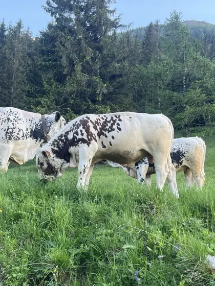 Sprinzen Jungstier