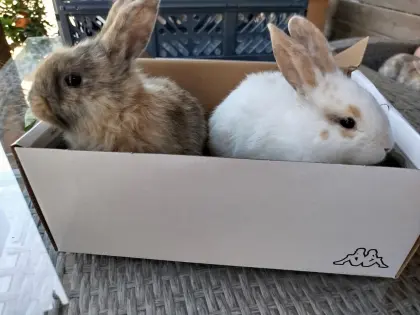 Kaninchenpärchen