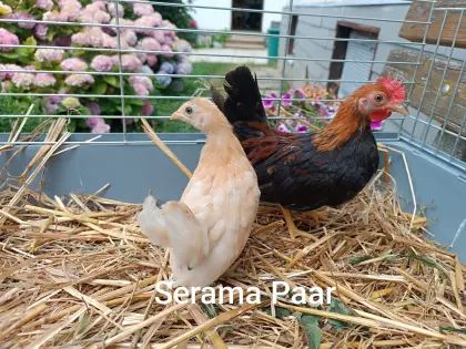Serama Paar