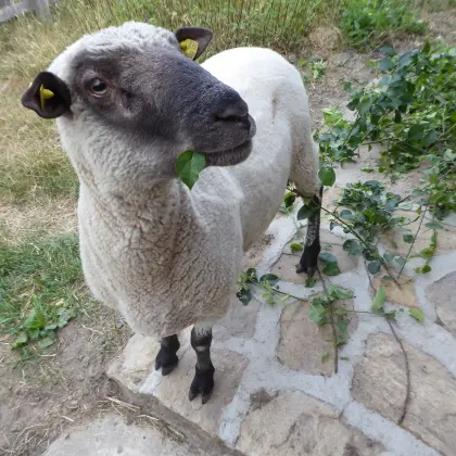 Shropshirebock