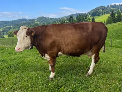 Erstlingskuh