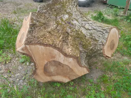 Nussbaum