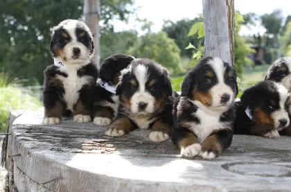 Berner Sennen Welpen