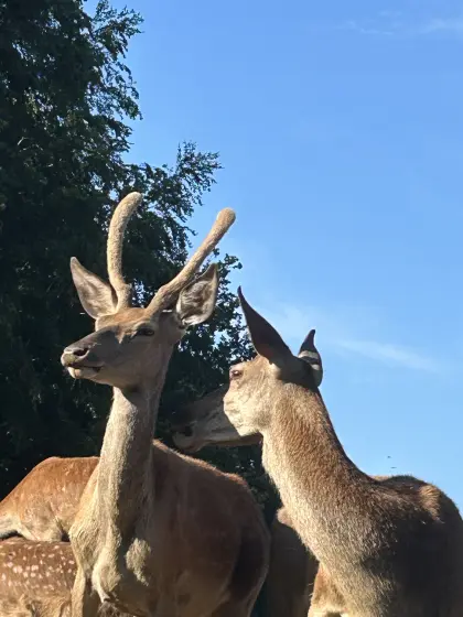 Rotwildspießer