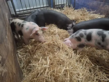 SH/Duroc×Pietrain