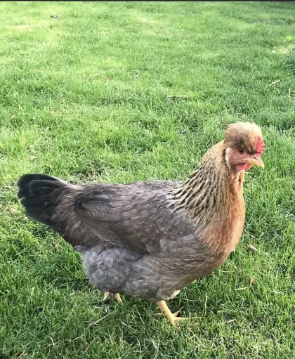 Creme Legbar Hühner