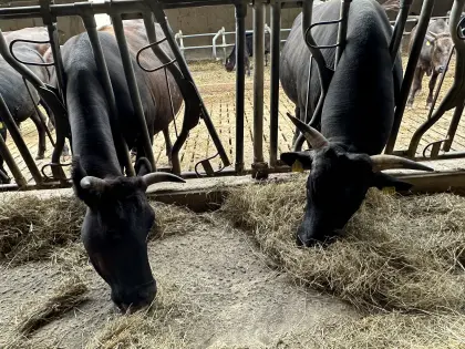 Wagyu Kuh 100 %, 2018, Stier 100 %, 2022