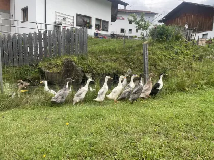 Laufenten