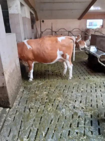 BIO Heumilch Fleckviehkuh